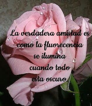 Frases para regalar flores