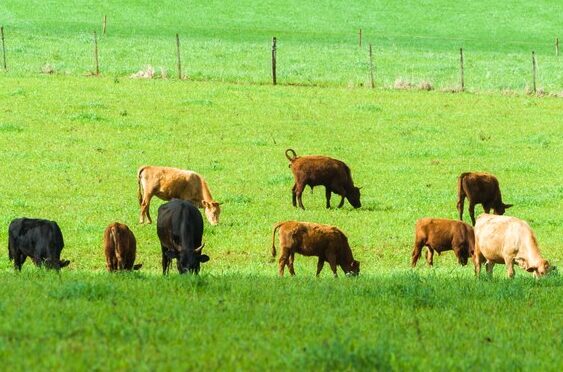 Frases para el Ganado