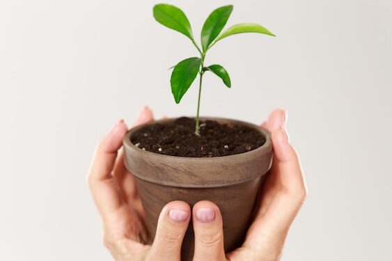 Frases para el cuidado de las plantas